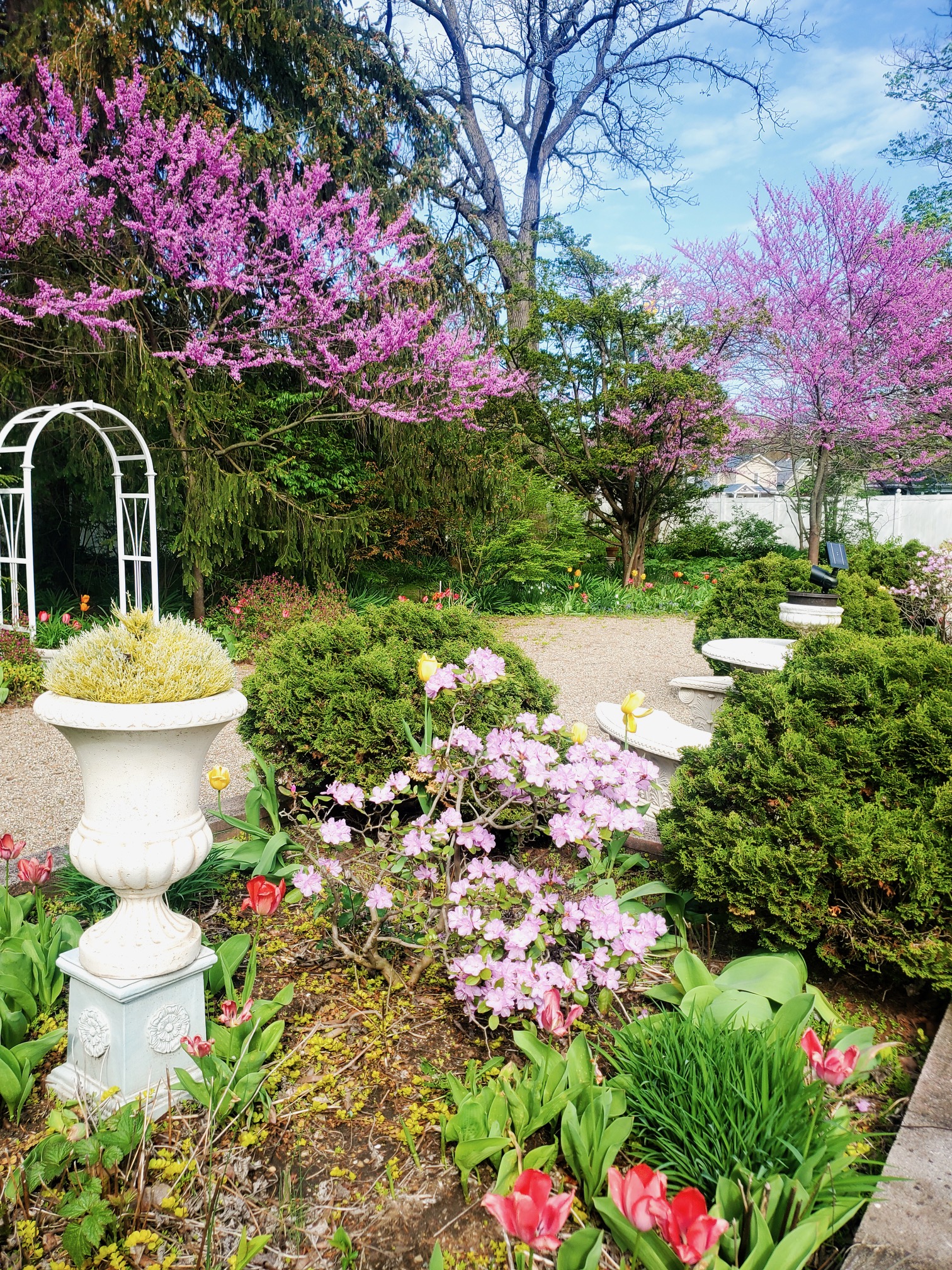 Garden urn and red buds in spring