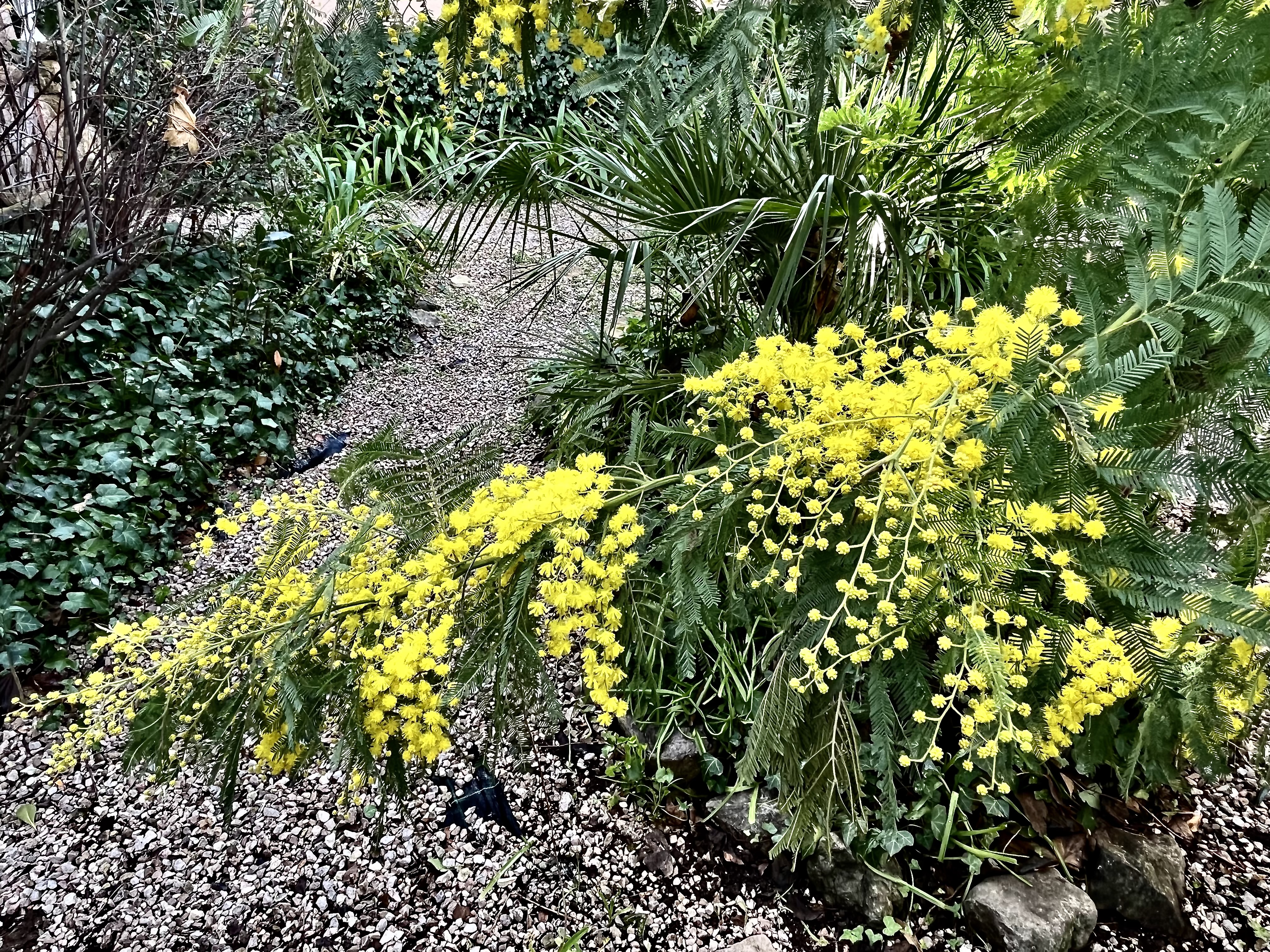 Mimosa in Cap Martin