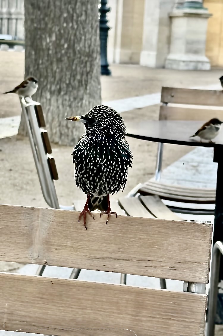 Birds at a Paris café